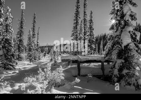 Ponte coperto di neve e alberi in bianco e nero, Lago Louise, Alberta, Canada Foto Stock