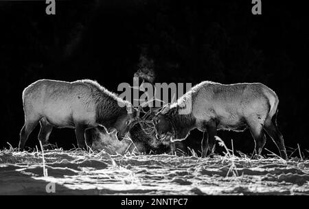 Toro alci (Cervus canadensis) combattendo in bianco e nero, Canmore, Alberta, Canada Foto Stock