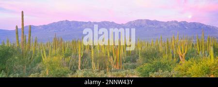 Cardon (Pachycereus pringlei) cactus con le montagne della Sierra De la Laguna, la Ventana, Baja California sur, Messico Foto Stock