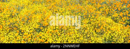 Wildflower Super Bloom, Montagne Temescal, Riverside County, California, Stati Uniti Foto Stock