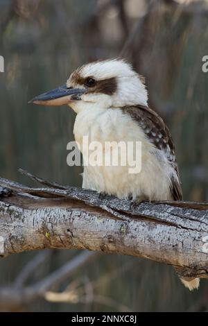 Ridere KookaburraDacelo novaeguineae Elliott Heads Australia Foto Stock