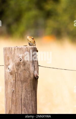 drago su palo di recinzione Foto Stock