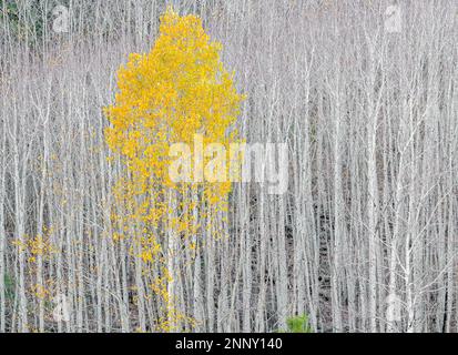 Aspen Trees (Populus tremuloides) in autunno, Dixie National Forest, Utah, USA Foto Stock