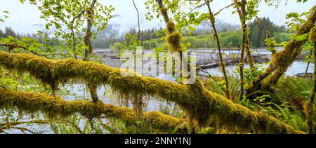 Ramo di acero vitigno (Acer circinatum) con muschio, Olympic National Park, Hoh Rainforest, Washington, USA Foto Stock