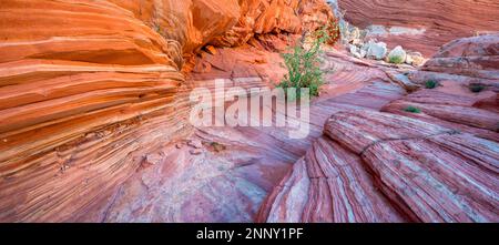 La macchia di Serviceberry (Amelanchier utahensis) tra formazioni di arenaria, l'altopiano di Paria, la tasca bianca, la terra di BLM, l'Arizona, STATI UNITI Foto Stock