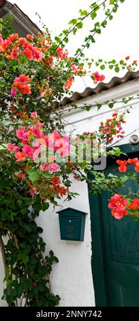 Fiori rosa in fiore. Paxos, Isole IONIE, Grecia Foto Stock