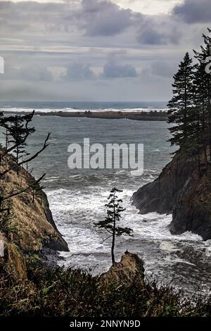 WA23088-00...WASHINGTON - Lone Tree cresce su un'isola rocciosa a Deadman's Cove, parte del Cape Disappunto state Park. Foto Stock