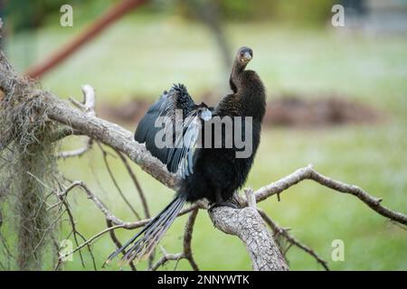 Un grande uccello anhinga che riposa sul ramo dell'albero nelle zone umide della Florida. Foto Stock