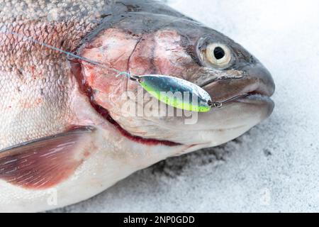 Angler with a Silver salmon caught on the Robe River near Valdez