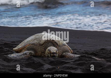 Tartarughe marine a Punaluu Black Sand Beach - una delle spiagge di sabbia nera più famose delle Hawaii. La sabbia della spiaggia è fatta di piccola frag pitch-black Foto Stock
