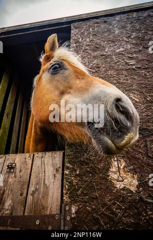 Ritratto di cavallo in stalla Foto Stock