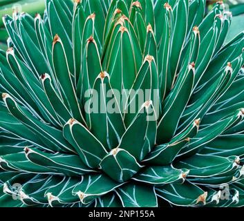 Pianta succulenta nei giardini botanici, Buffalo, New York, USA Foto Stock