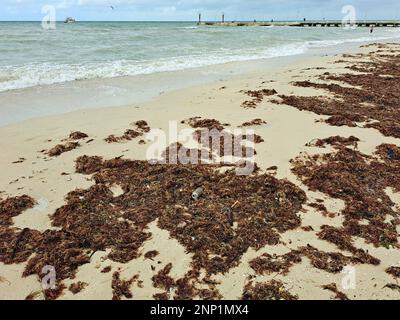 Sargassum sulla riva della spiaggia, un tipo di alghe nei Caraibi, un grave problema ambientale in Messico, una sorta di epidemia di alghe Foto Stock