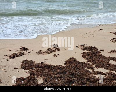 Sargassum sulla riva della spiaggia, un tipo di alghe nei Caraibi, un grave problema ambientale in Messico, una sorta di epidemia di alghe Foto Stock