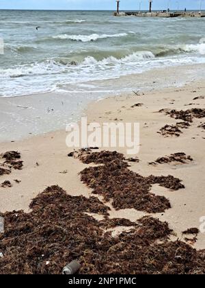 Sargassum sulla riva della spiaggia, un tipo di alghe nei Caraibi, un grave problema ambientale in Messico, una sorta di epidemia di alghe Foto Stock