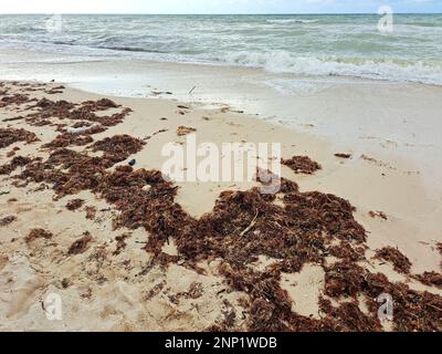 Sargassum sulla riva della spiaggia, un tipo di alghe nei Caraibi, un grave problema ambientale in Messico, una sorta di epidemia di alghe Foto Stock