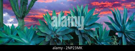Agave (Agave havardiana) pianta nel deserto e Chisos montagne sullo sfondo, Big Bend National Park, Texas, USA Foto Stock