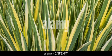 Foglie di Adams Needle Yucca pianta, baionetta spagnola, Orso-erba, Seta-erba Foto Stock