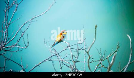 Il mangiatore europeo siede su un albero e cerca il cibo, la foto migliore Foto Stock