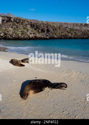 Leoni marini che giacciono sulla spiaggia di Darwin Cove, Isola di Genovesa, Galapagos, Ecuador Foto Stock