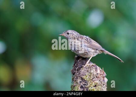 Dunnock [ Prunella modularis ] uccello giovanile su log mossy Foto Stock