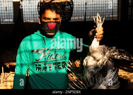 Narayanganj, Dhaka, Bangladesh. 26th Feb, 2023. Un venditore di pollo in un mercato a Narayanganj, Bangladesh. Il prezzo vertiginoso del pollo e delle uova da carne, le fonti proteiche più economiche e più importanti del paese, sta costringendo le persone a basso e medio reddito a frenare l'apporto proteico. Il pollo alla griglia ha raggiunto TK 240 a kg, il pollo Sonali/pakistano TK 360 a kg, segnando TK 10-20 a kg ulteriore escursione, secondo il mercato della cucina e le fonti di alimentari. Pollo broiler ha assistito a un aumento del 50 per cento in un mese, secondo lo stato gestito Trading Corporation of Bangladesh (Credit Image: © Joy Saha/ZUM Foto Stock