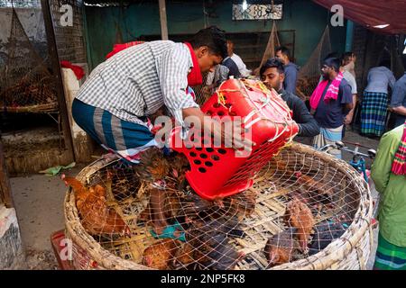 Narayanganj, Dhaka, Bangladesh. 26th Feb, 2023. Un venditore di pollo in un mercato a Narayanganj, Bangladesh. Il prezzo vertiginoso del pollo e delle uova da carne, le fonti proteiche più economiche e più importanti del paese, sta costringendo le persone a basso e medio reddito a frenare l'apporto proteico. Il pollo alla griglia ha raggiunto TK 240 a kg, il pollo Sonali/pakistano TK 360 a kg, segnando TK 10-20 a kg ulteriore escursione, secondo il mercato della cucina e le fonti di alimentari. Pollo broiler ha assistito a un aumento del 50 per cento in un mese, secondo lo stato gestito Trading Corporation of Bangladesh (Credit Image: © Joy Saha/ZUM Foto Stock