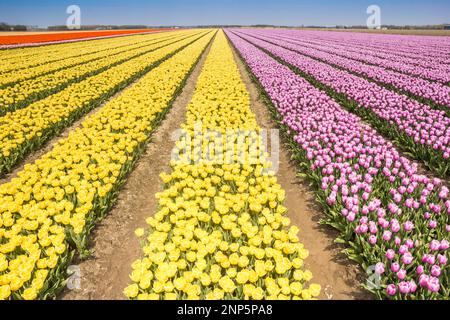 Tulipani gialli e rosa in un campo a Noordoostpolder, Paesi Bassi Foto Stock