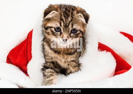 Un piccolo gattino si siede in un cappello di Babbo Natale nella neve. Natale e Capodanno concetto. Animali di Natale. Spazio di copia Foto Stock