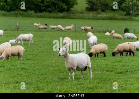 Pecora cute su un campo del coltivatore. Pecora su pascolo libero. Allevamento di bestiame, produzione ecologica. Gregge di pecora su campo di erba verde Foto Stock