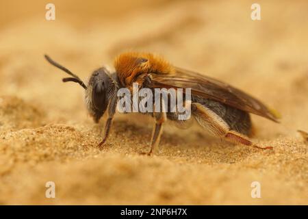 Primo piano su una femmina ape da miniera dalla coda arancione, Andrena Emorrhoa seduta a terra Foto Stock