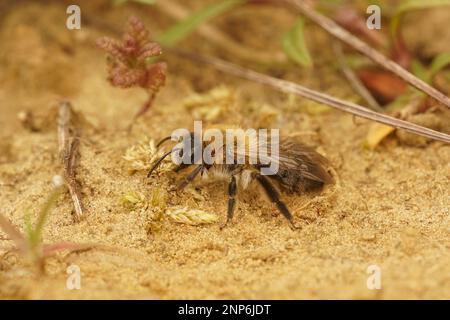 Primo piano naturale di un'ape mineraria femminile con patatine grigie, Andrena nitida, che cammina su un terreno sabbioso Foto Stock