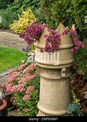 Hylotelephium Bertram Anderson e Spectabile Brilliant Flowering Sedums che crescono nel giardino inglese con piantatrice di camini vittoriana, settembre, Regno Unito Foto Stock