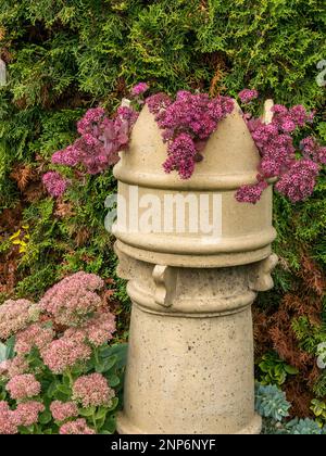 Hylotelephium Bertram Anderson e Spectabile Brilliant Flowering Sedums che crescono nel giardino inglese con piantatrice di camini vittoriana, settembre, Regno Unito Foto Stock