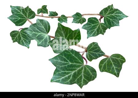 Foglie di Ivy isolate su sfondo bianco Foto Stock