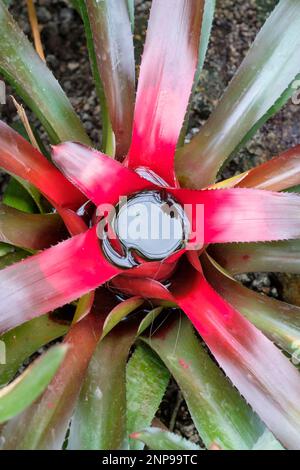 Arrossendo la bromeliad, Neoregelia carolinae che diventa rossa al suo centro prima della fioritura, Foto Stock