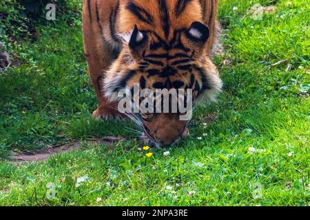 Testa della tigre di Sumatran vista dal davanti in primo piano Foto Stock