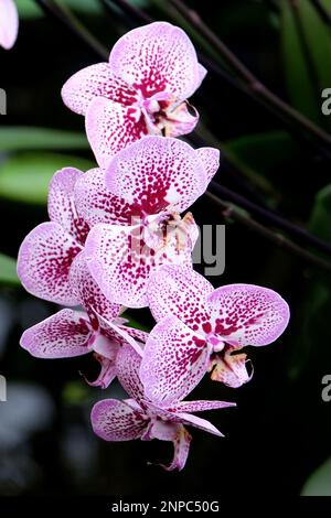 Orchidee di falaenopsis viola e bianco macchiate in fiore. Foto Stock