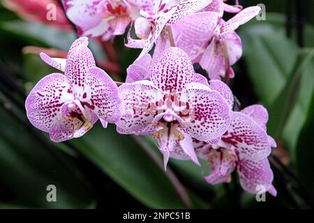 Orchidee di falaenopsis viola e bianco macchiate in fiore. Foto Stock