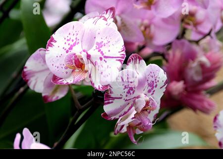 Orchidee di falaenopsis viola e bianco macchiate in fiore. Foto Stock