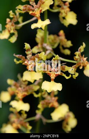 Giallo e rosso chiazze di Oncidium wentworthianum Bateman orchidee in fiore. Foto Stock