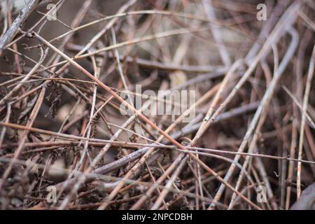 Primo piano della legna da ardere. Rami di albero. Bastoni di legno sfondo. Concetto di falò. Fascio di bastoni. Concetto di Campfite. Primo piano dei ramoscelli. La natura nei dettagli. Foto Stock