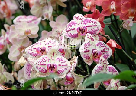 Crema e porpora macchiato phalaenopsis mooth orchidee in fiore. Foto Stock