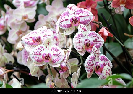 Crema e porpora macchiato phalaenopsis mooth orchidee in fiore. Foto Stock