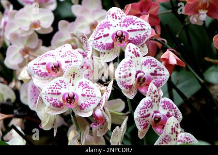 Crema e porpora macchiato phalaenopsis mooth orchidee in fiore. Foto Stock