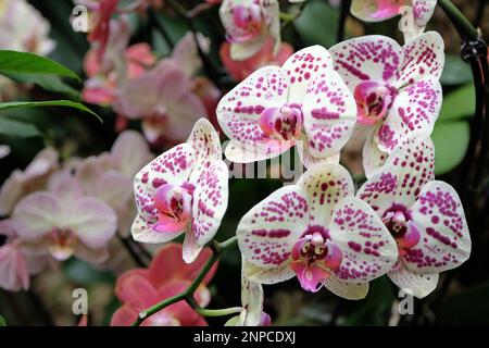 Crema e porpora macchiato phalaenopsis mooth orchidee in fiore. Foto Stock