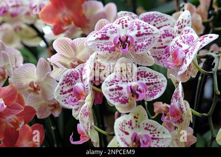 Crema e porpora macchiato phalaenopsis mooth orchidee in fiore. Foto Stock