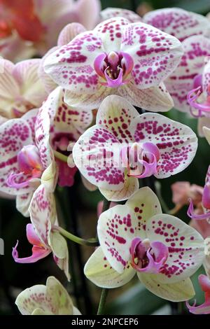 Crema e porpora macchiato phalaenopsis mooth orchidee in fiore. Foto Stock