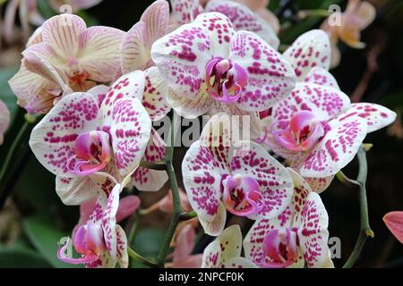 Crema e porpora macchiato phalaenopsis mooth orchidee in fiore. Foto Stock