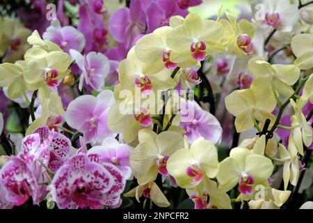 Crema phalaenopsis mooth orchidee in fiore. Foto Stock